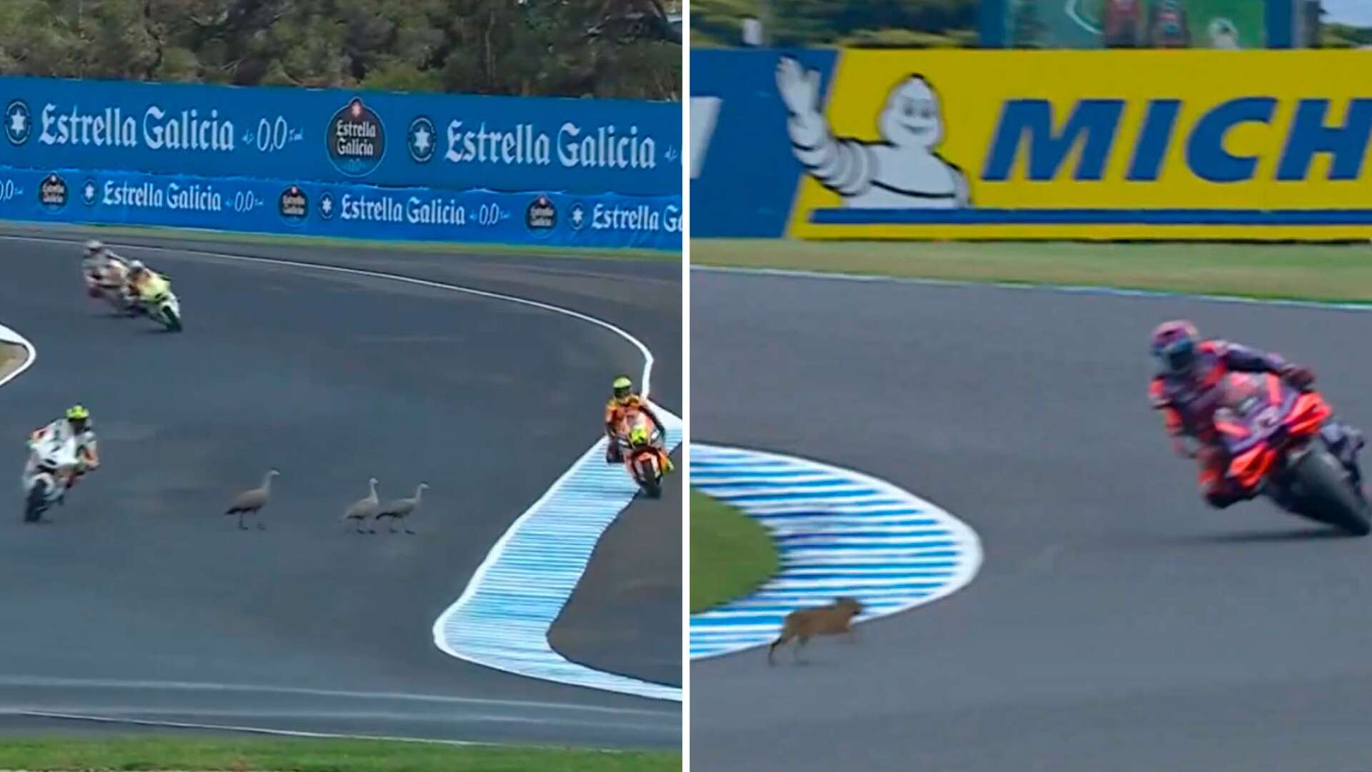 La fauna 'invitada' a la primera sesión de entrenamiento en Phillip Island