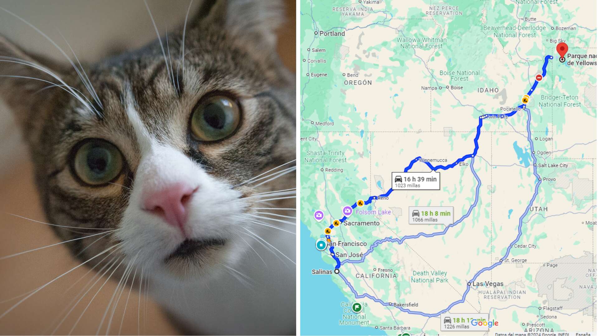 Su gato recorre la distancia entre Málaga y Marsella para volver a casa y así se lo encuentran: ¿cómo lo ha hecho?