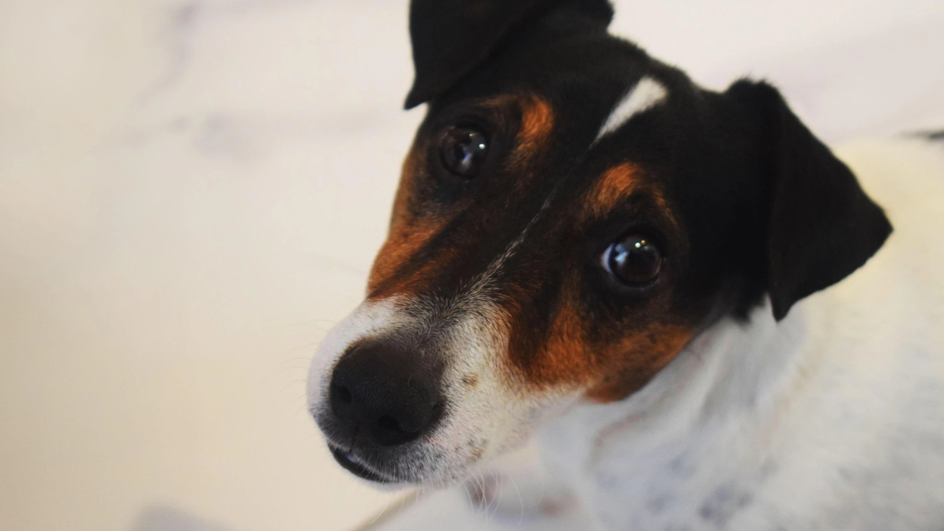 ¿Qué es mejor para proteger a tu mascota: pipeta, collar o pastilla?