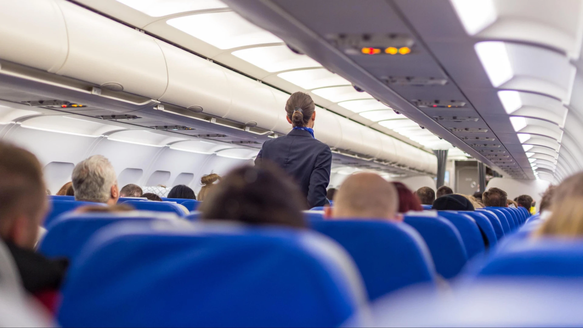 Una azafata confirma el único animal que se puede subir contigo a un avión bajo una circunstancia: tiene su propio asiento
