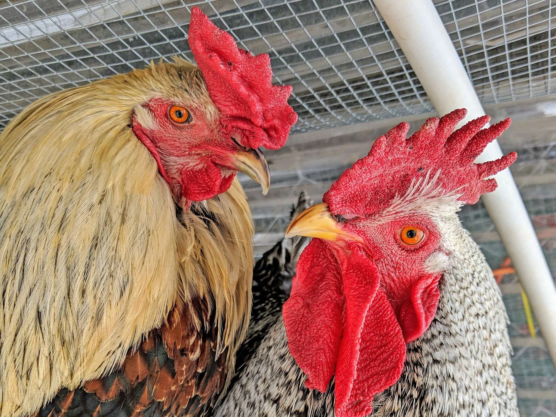 Don't buy a backyard chicken to get cheap eggs