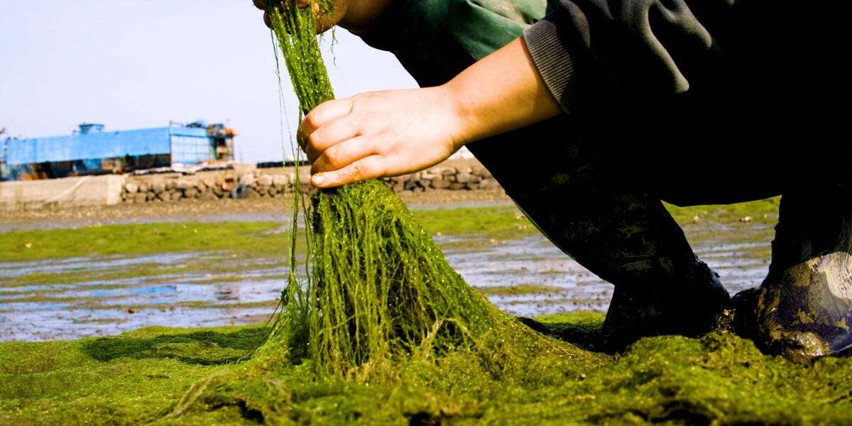 How Korea's gamtae seaweed won over Michelin-starred chefs around the world