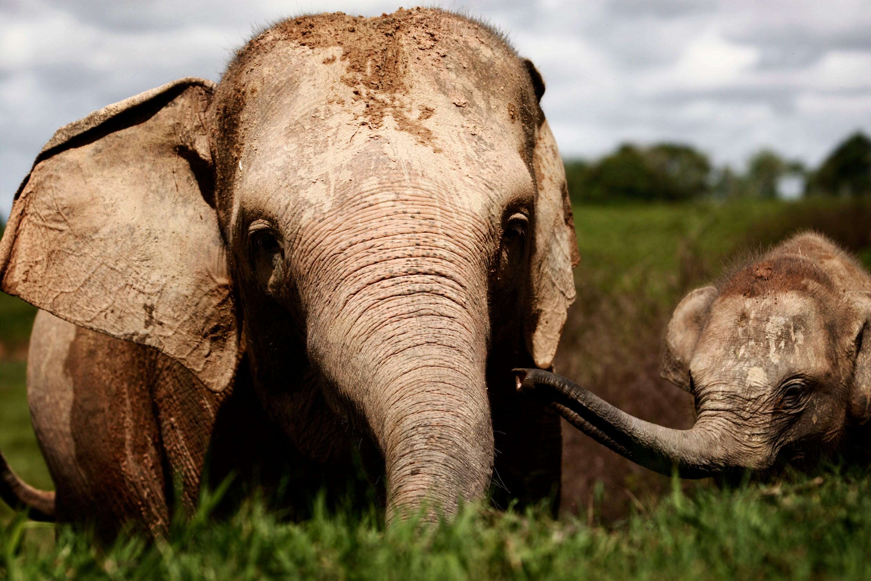 How elephants 'hear' with their feet, and how you can do it, too