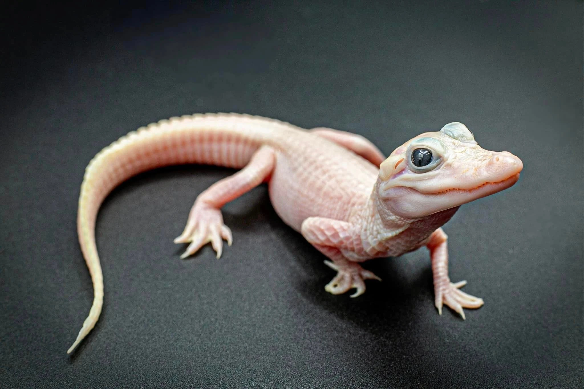 A Florida theme park is calling on the public to help it name a 'beyond rare' newborn alligator that is entirely white
