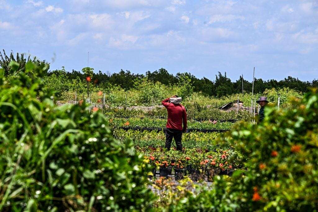 How US immigrants working illegally help fund programs they can't access, like Social Security and Medicare