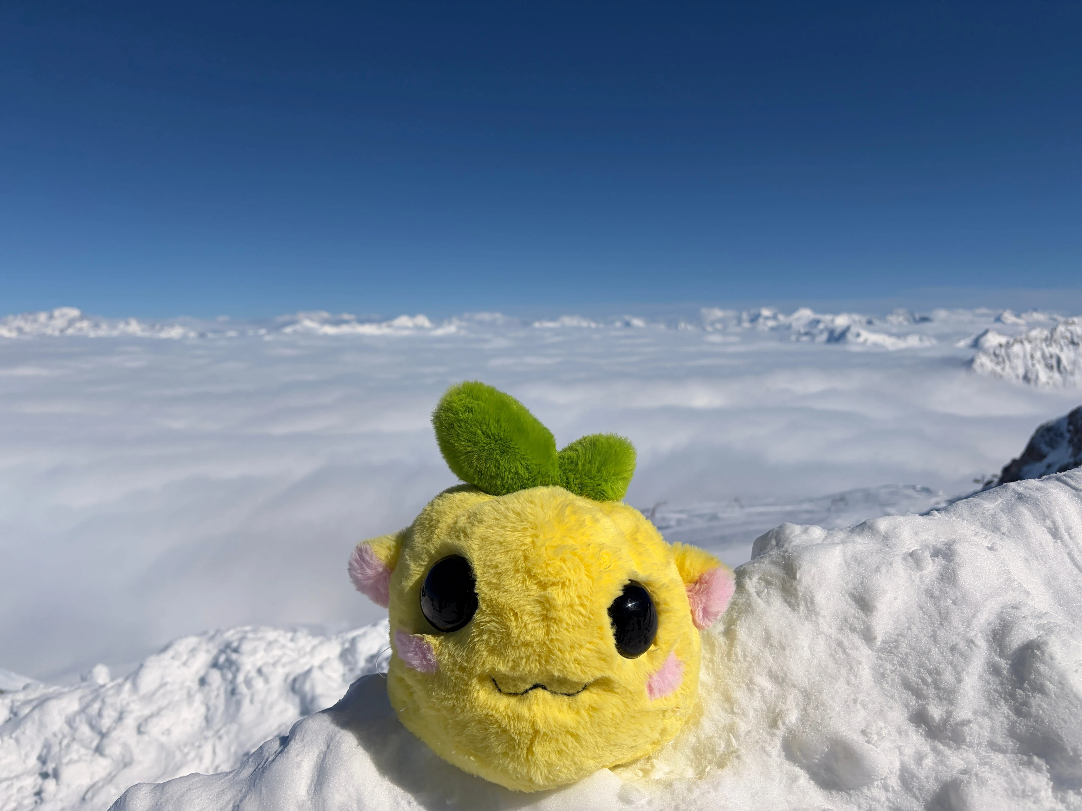 There's a new ugly little toy winning the internet