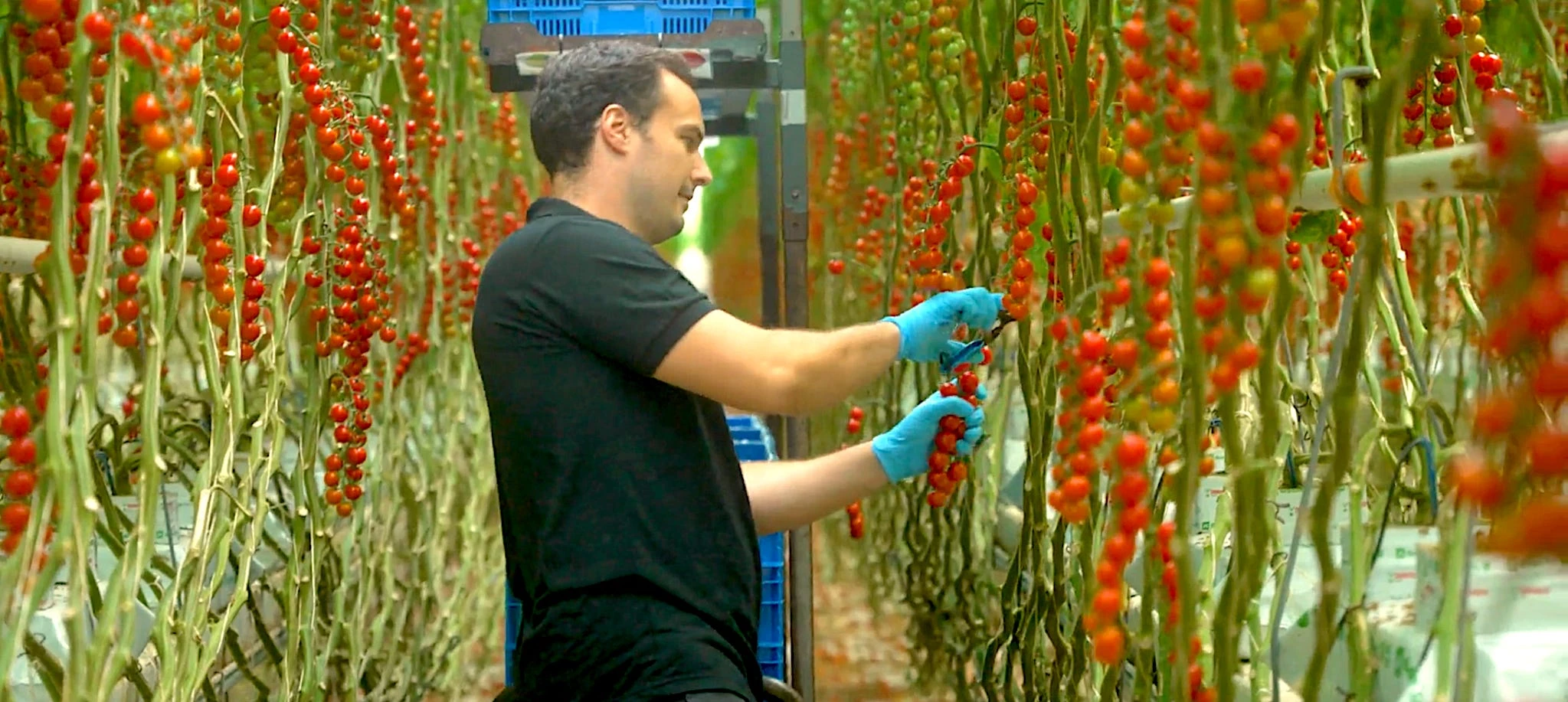 Inside the Netherlands' greenhouse empire. Photos show how it became the world's second-largest agricultural exporter.
