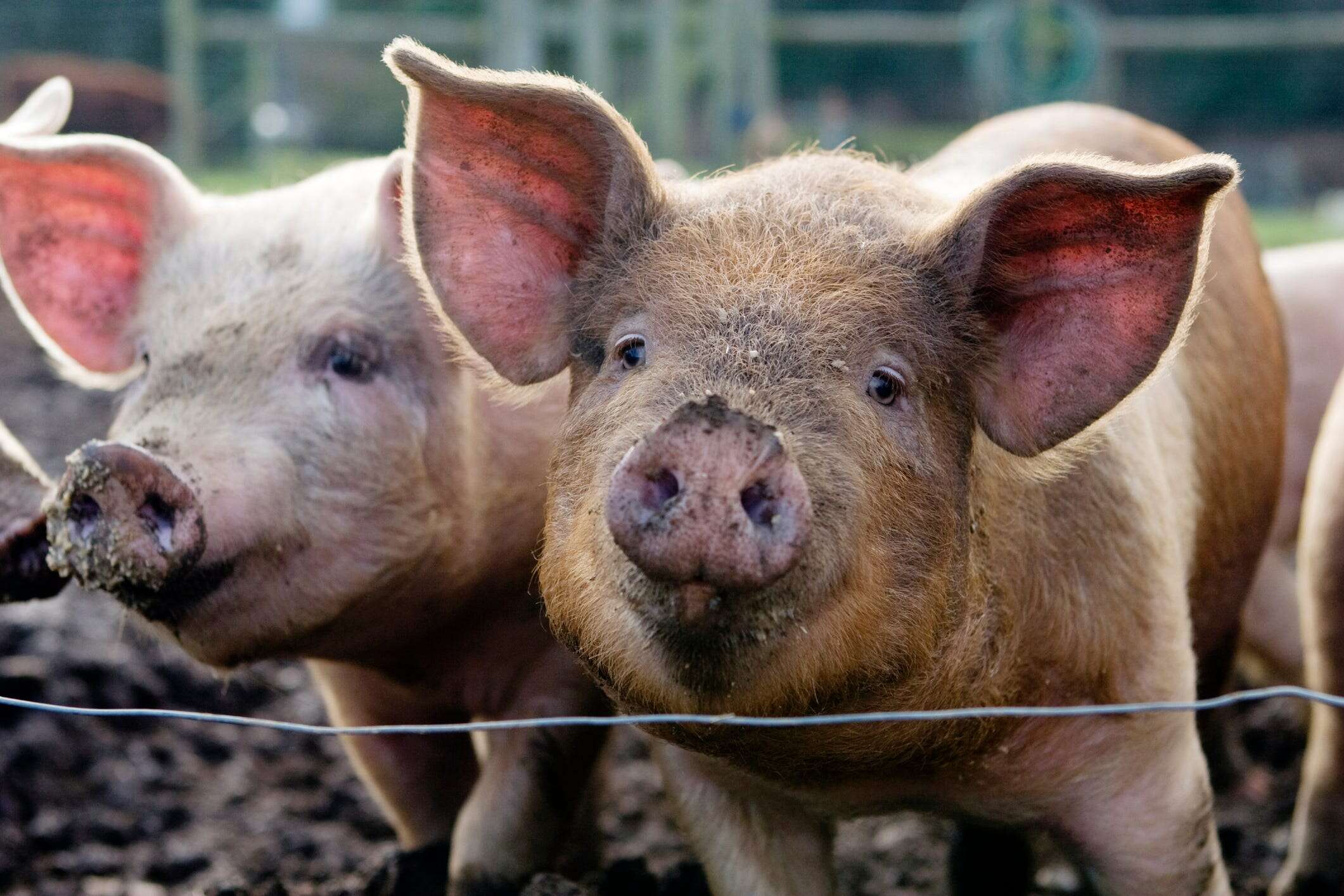 Bird flu was detected in a pig, and it could be a tipping point threatening more human transmission