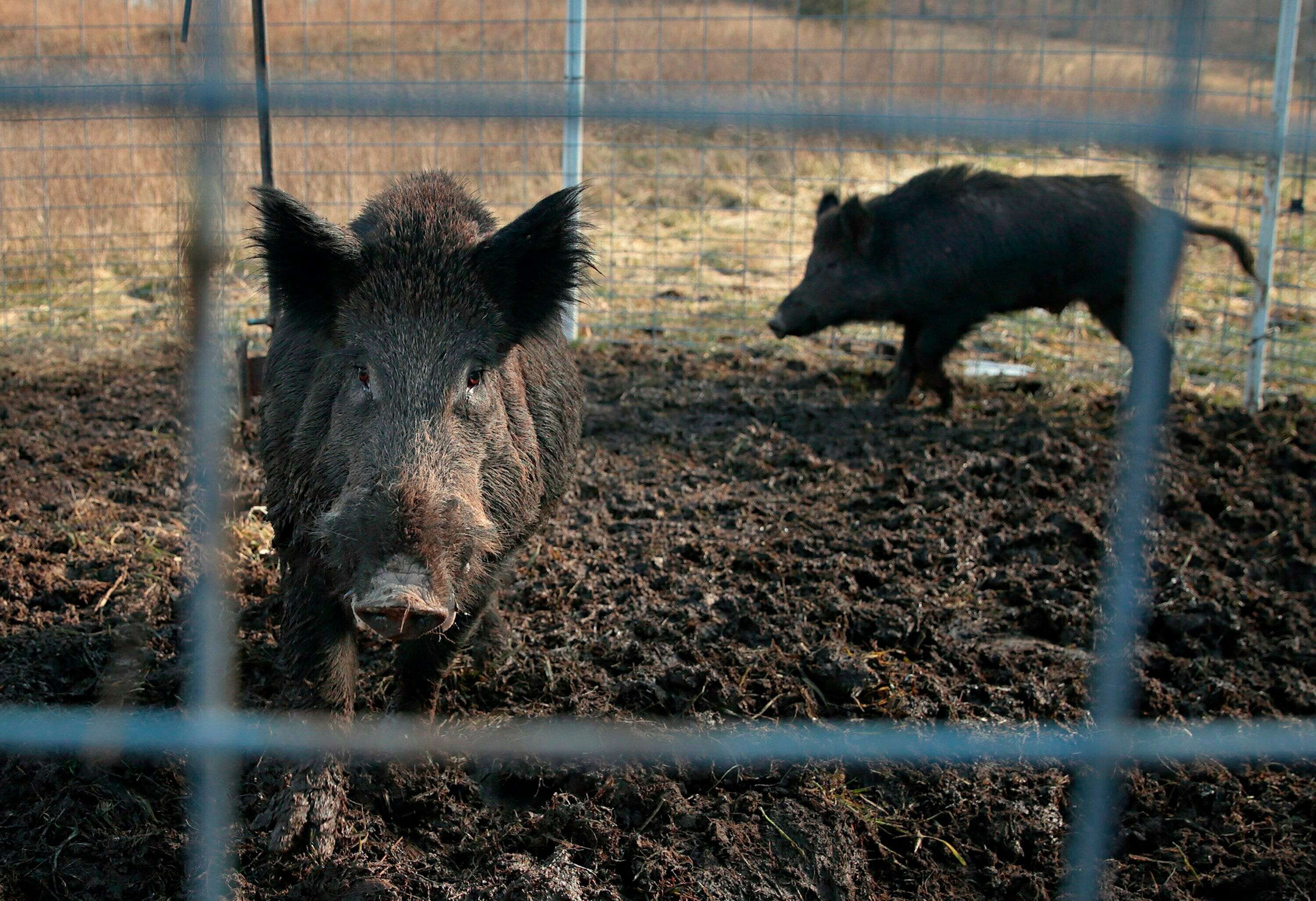 Dangerous feral hogs that destroy lawns and eat plastic are growing across the US, and states can't kill them fast enough