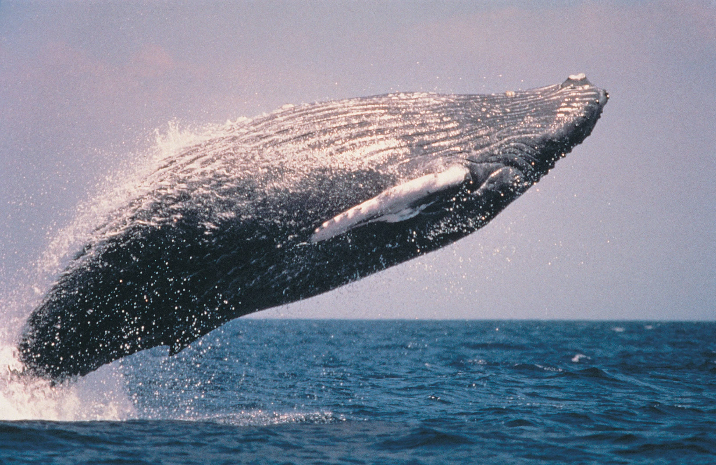'Inference whales' are breaching AI coding startup business models