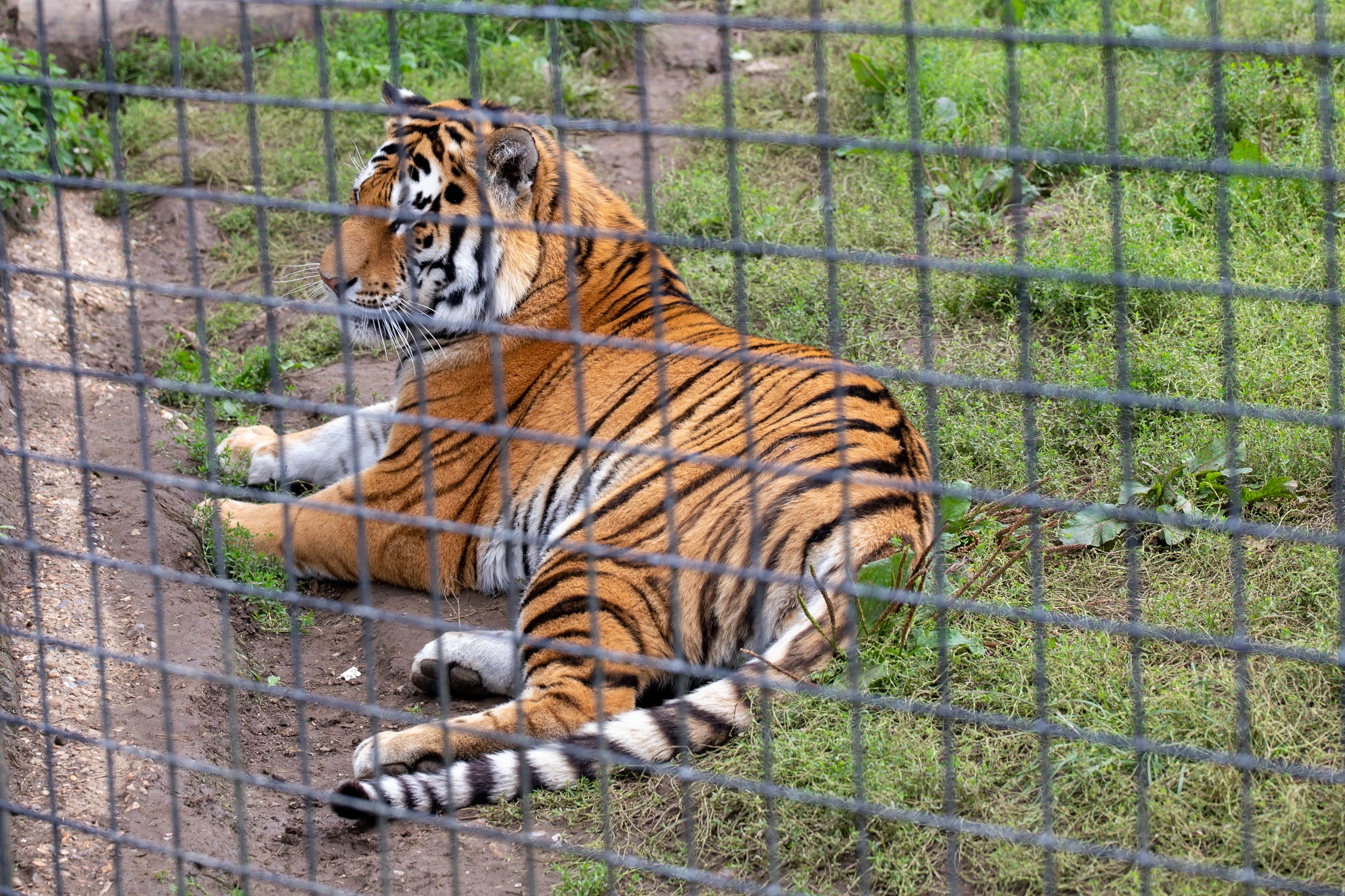 Man found half-eaten by zoo tigers after one of the apex predators was seen with a shoe in its mouth