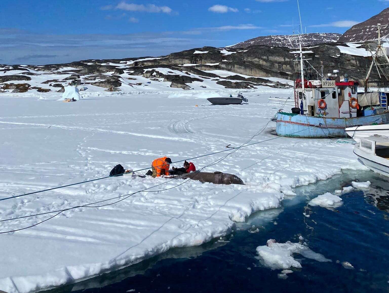 Greenland sharks can live for over 250 years, and scientists want to use their anti-aging secrets to help humans live longer