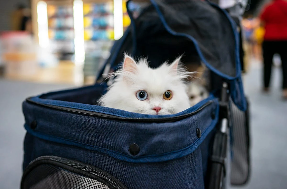 A former Google veteran used vibe coding to test a cat-purring app. It was fun, but wasn't purrfect.