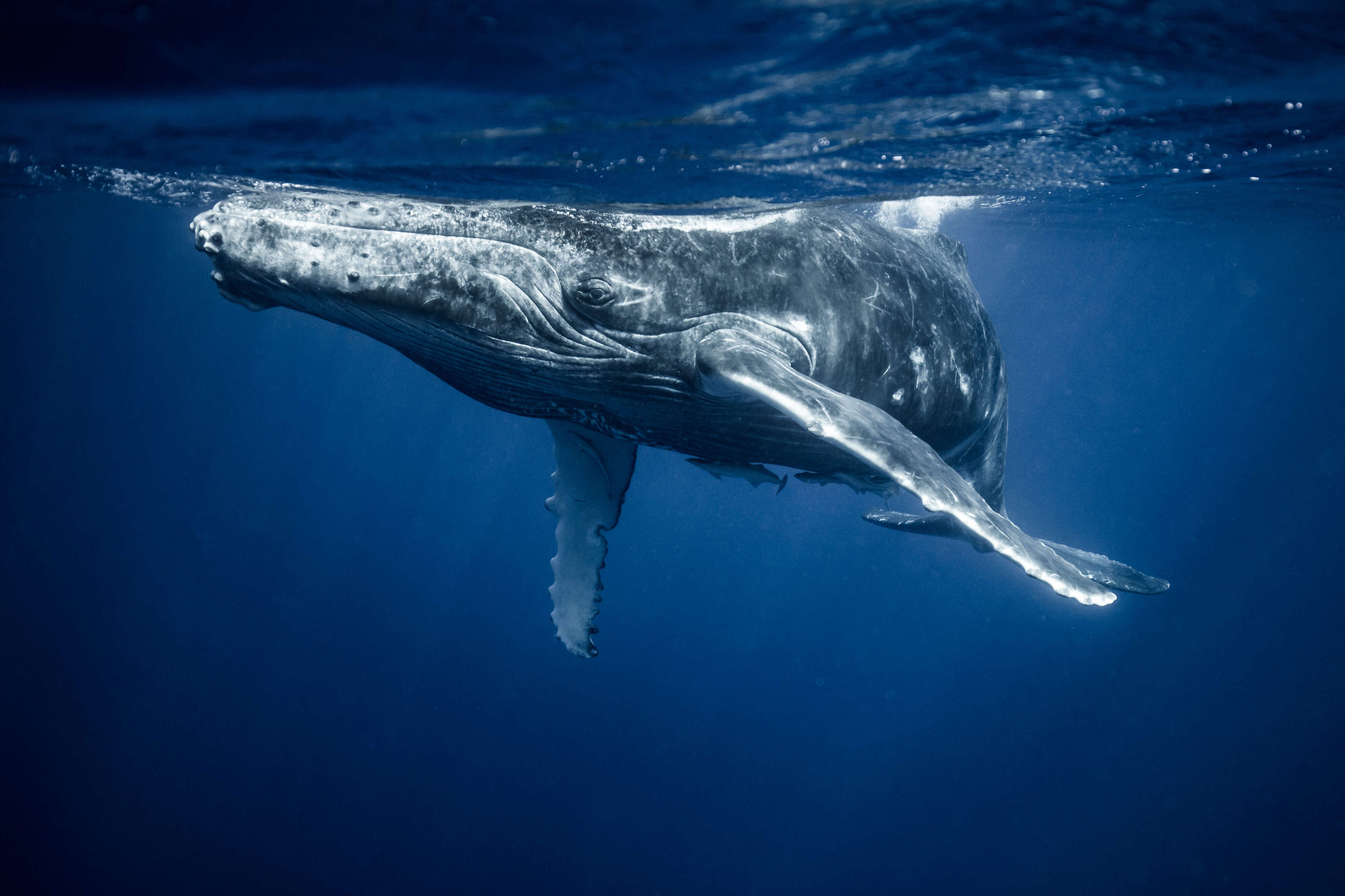 What whales are teaching scientists about communicating with aliens