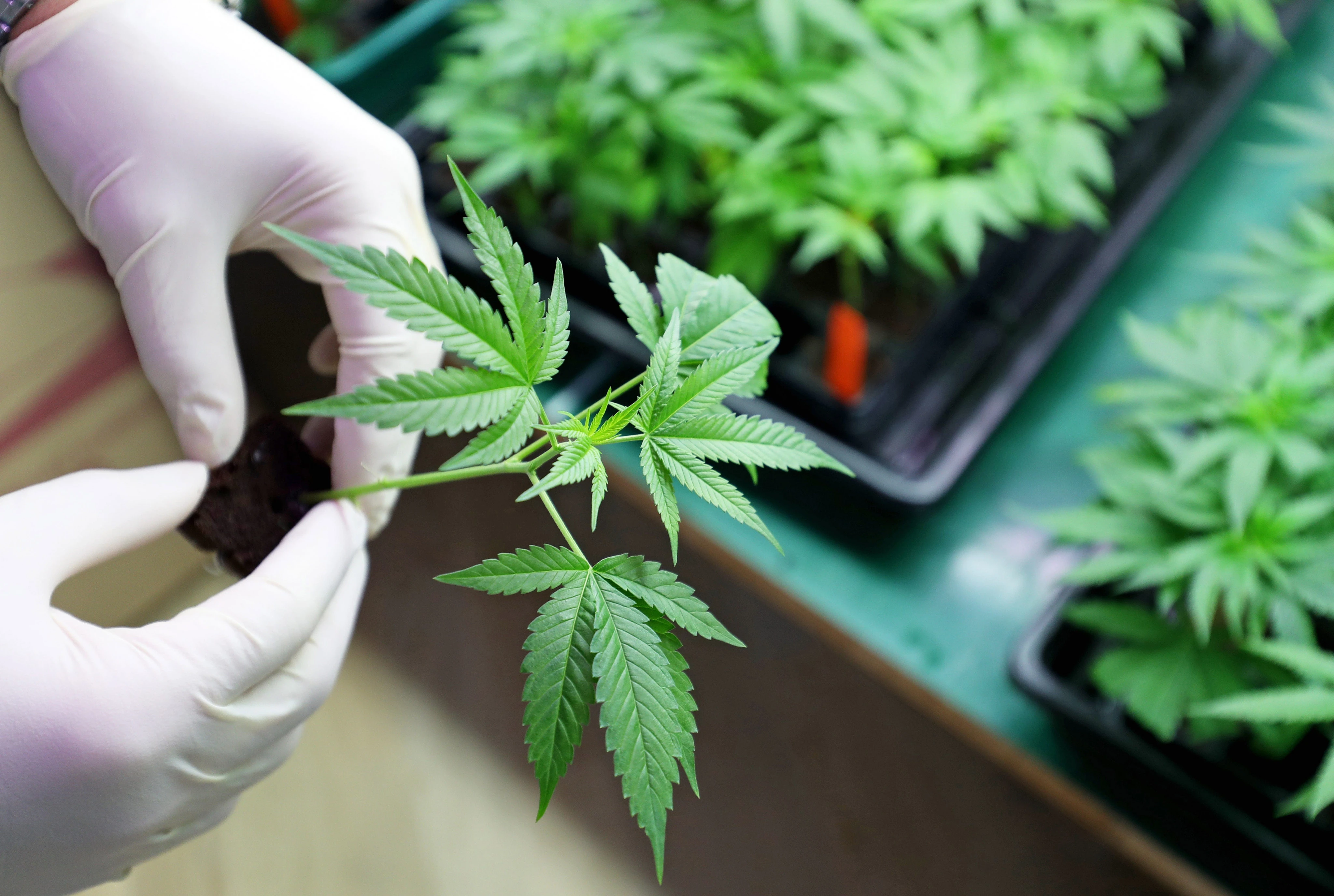 A bad experience with an edible? You may be part of the challenge facing the cannabis drinks industry