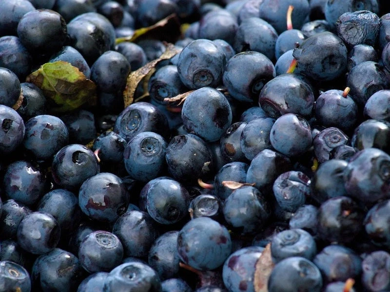 Tech execs like Bryan Johnson and Sam Altman are optimizing their diets to live longer. Here's what experts say to eat to expand your lifespan, from blueberries to red onions.