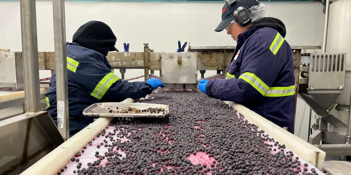 Why Maine's blueberry farmers are losing millions