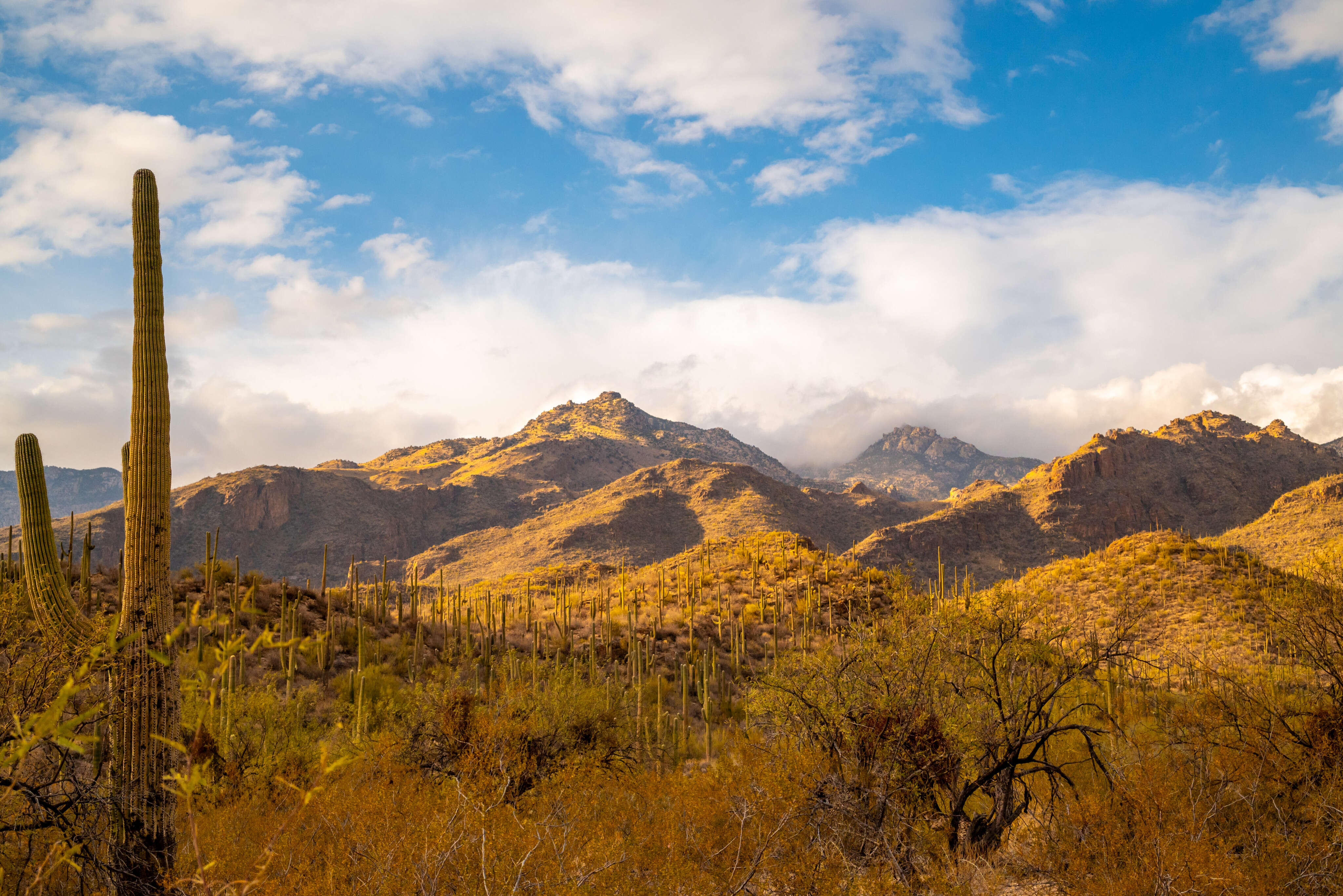 I didn't enjoy Tucson growing up, but I came back to visit after 15 years. I was shocked at how much I loved it.