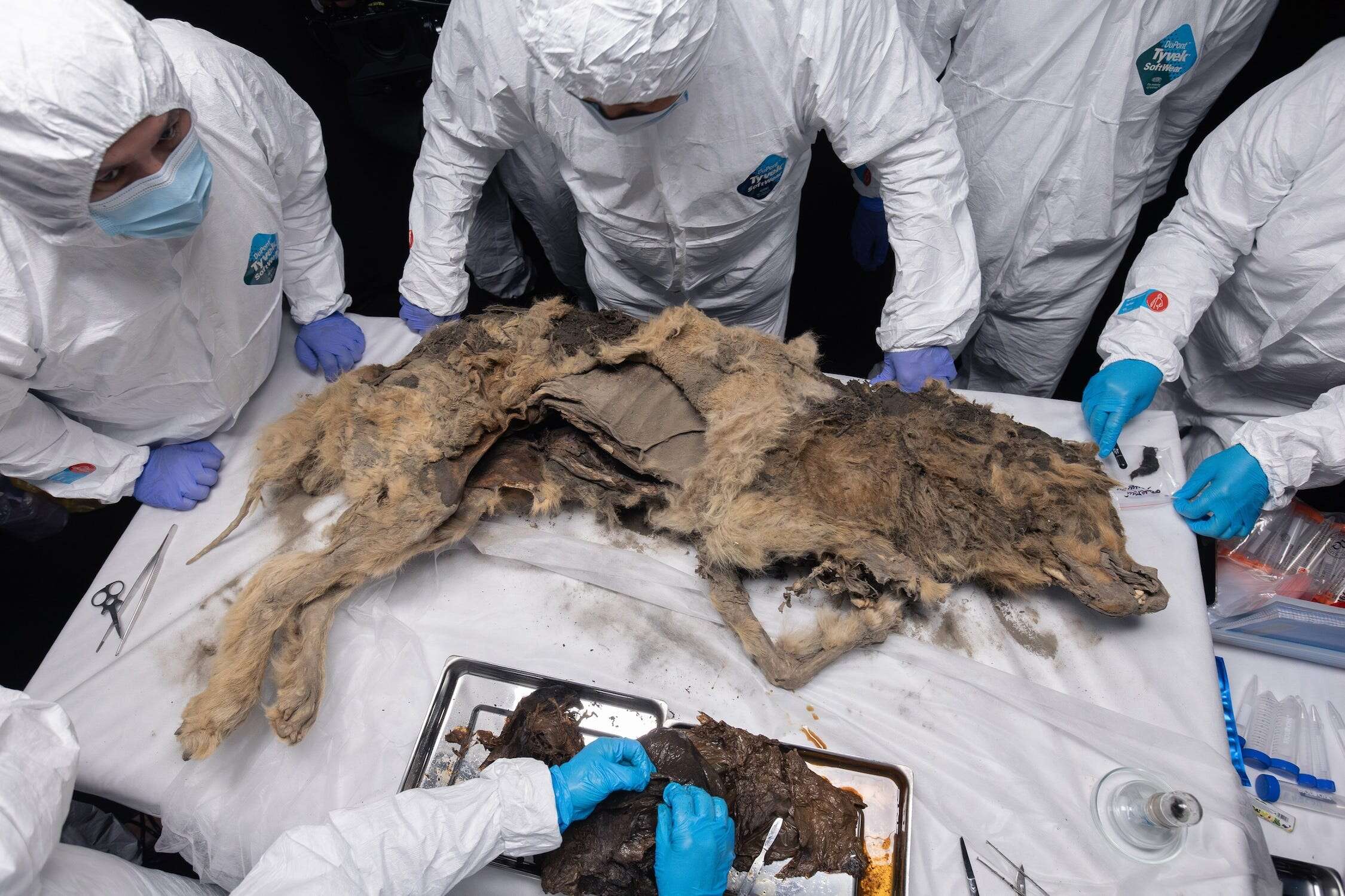 A frozen wolf discovered in Siberia turned out to be 44,000 years old. It's so well-preserved that scientists are checking its gut for ancient viruses.