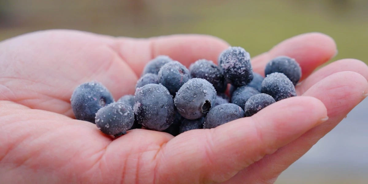 Should organic food be so expensive?