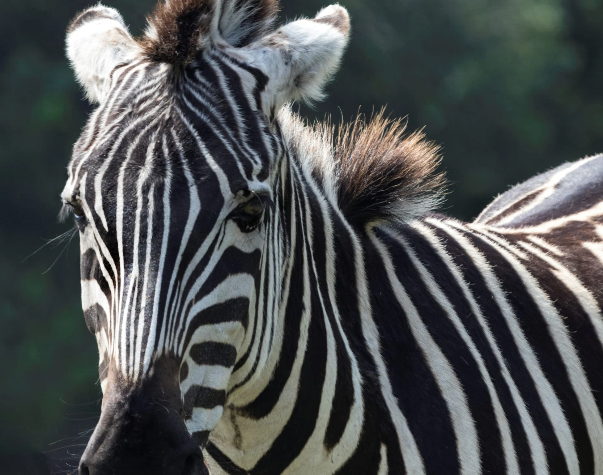Cops seized nearly 100 animals found starving in 'filthy' habitats from a Virginia zoo. They also found animal body parts.