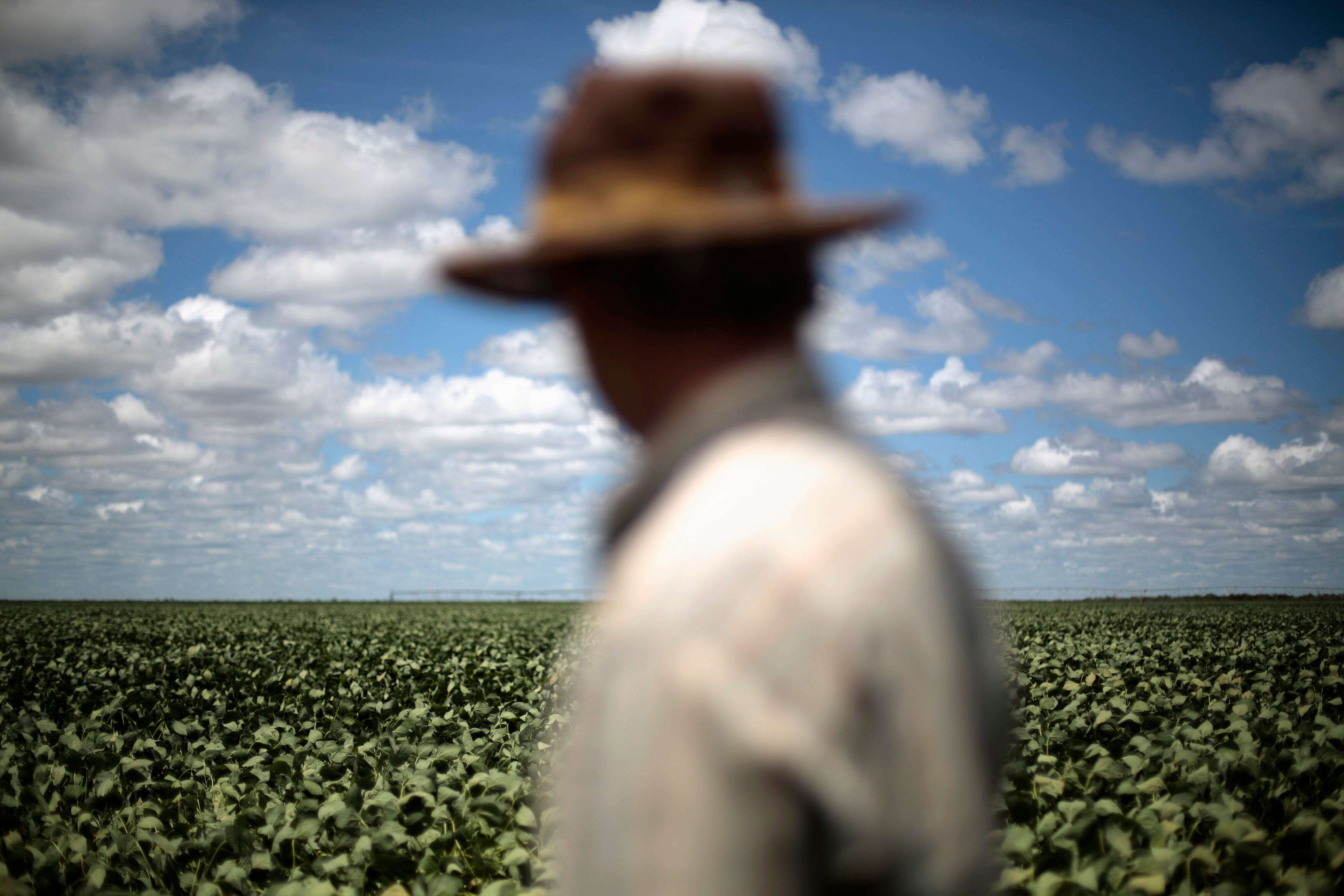 China has been stockpiling a key US crop before Trump takes office