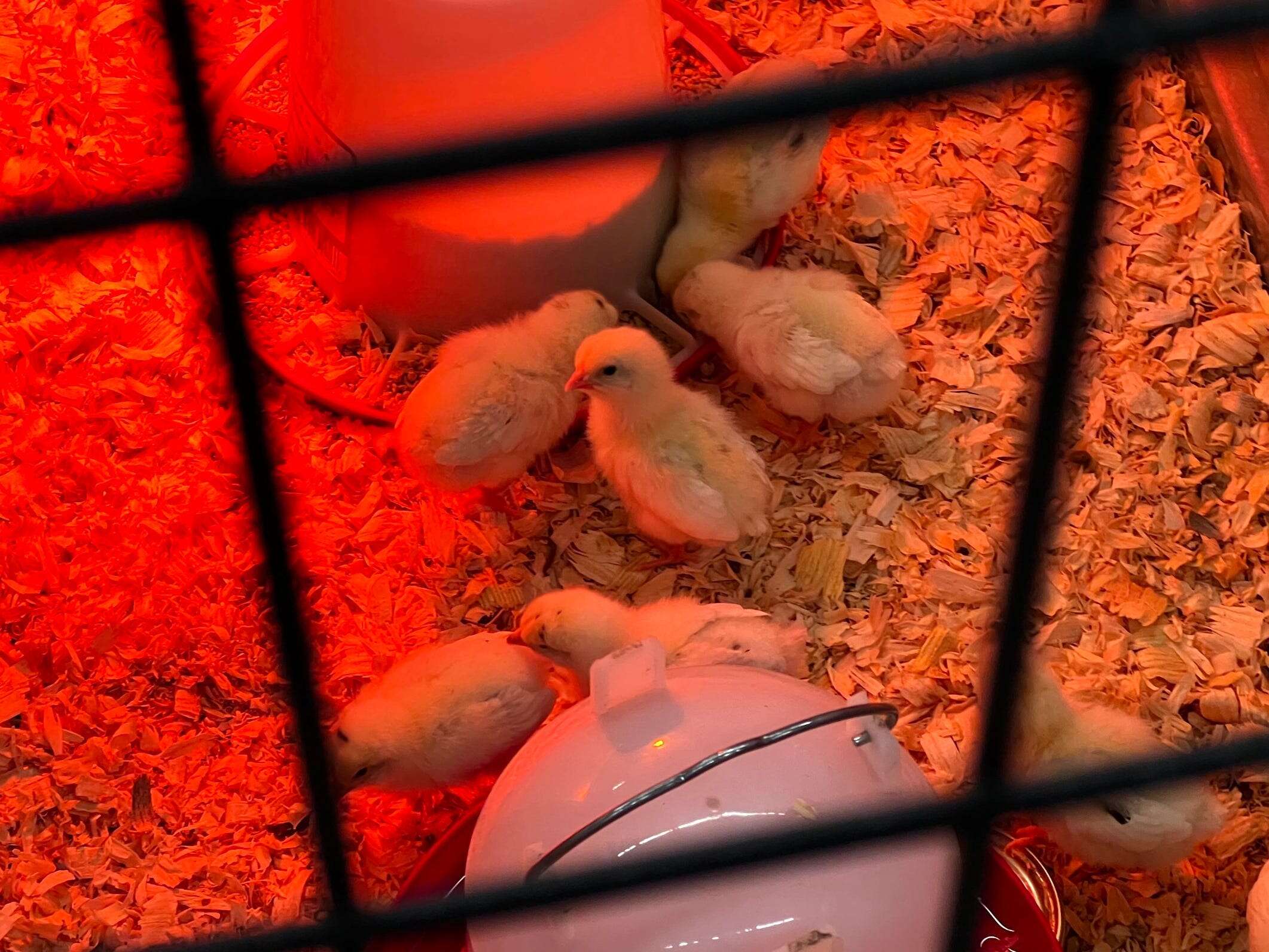 Tractor Supply shoppers are snapping up all the company's baby chicks as egg prices soar