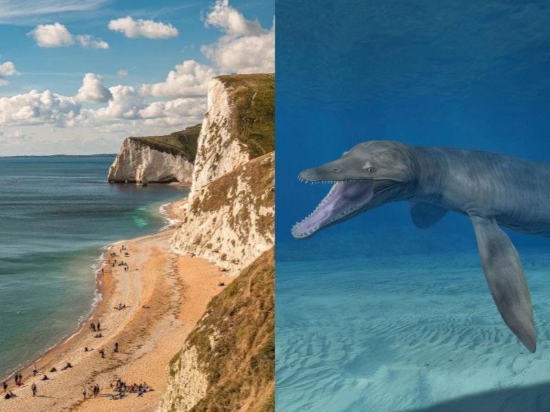 Massive skull of prehistoric sea monster that was the 'ultimate killing machine' discovered in UK