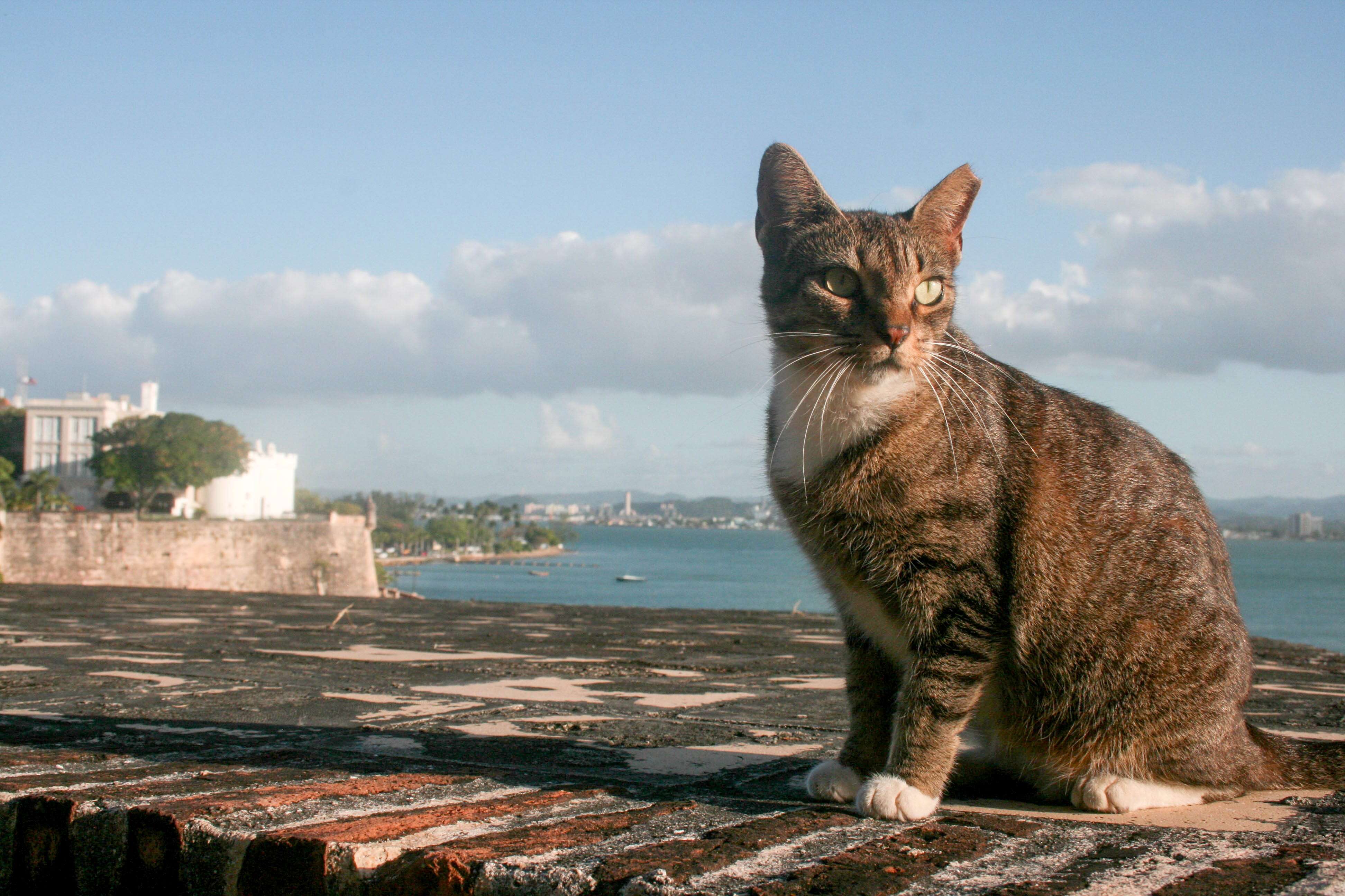 Feral cats have taken over Puerto Rico's Old San Juan. But residents are rolling their eyes at a plan to remove them.