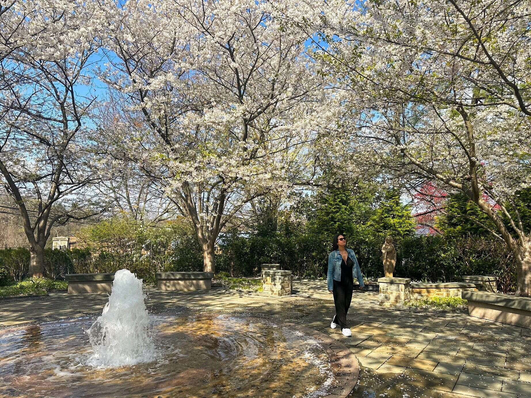 A local shares 6 secrets to skipping crowds if you're going to Washington, DC, to see the famous cherry blossoms