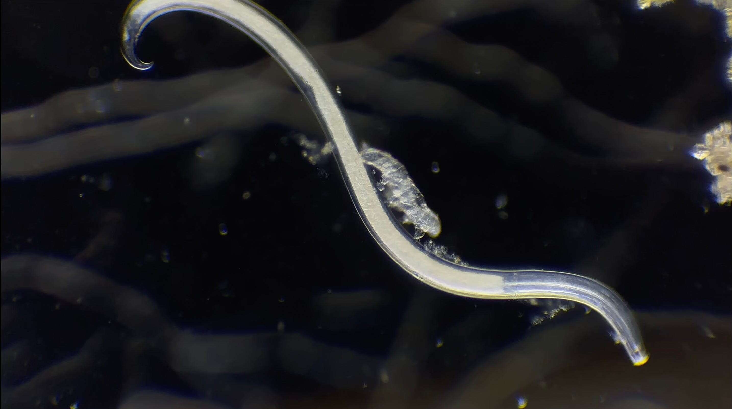 Award-winning footage shows a baby tardigrade riding one of its greatest predators in a rare microscopic Wild West scene