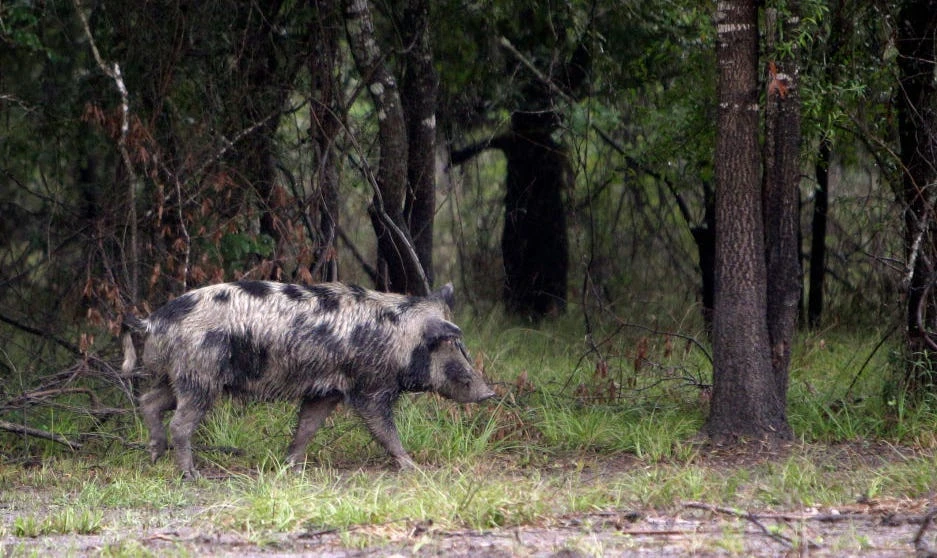 Where Canada's 'super pigs' are most likely to invade the US — and potentially cause millions of dollars in damage