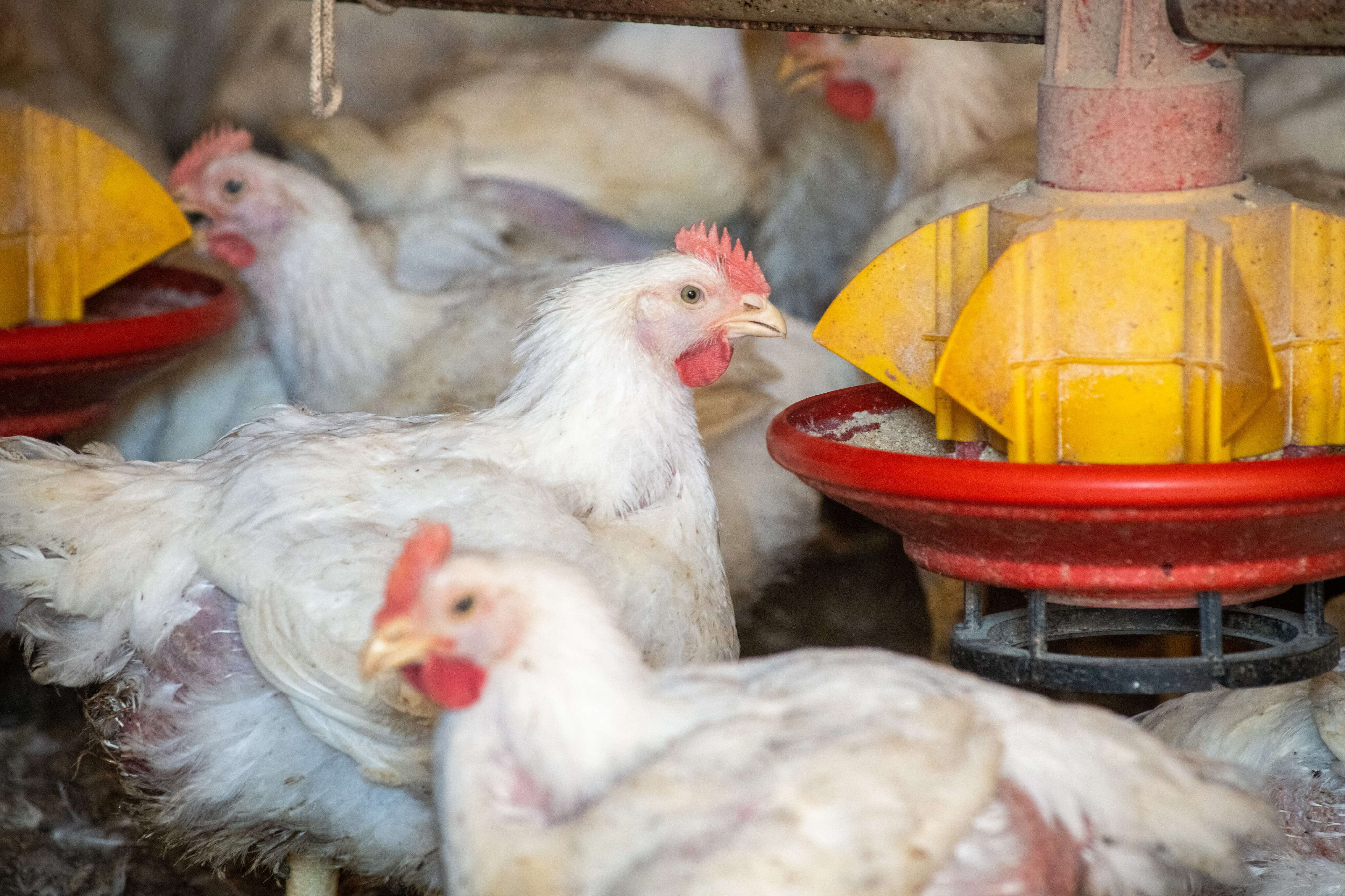 What is bird flu? Here's everything you need to know about the virus affecting chickens and dairy cattle