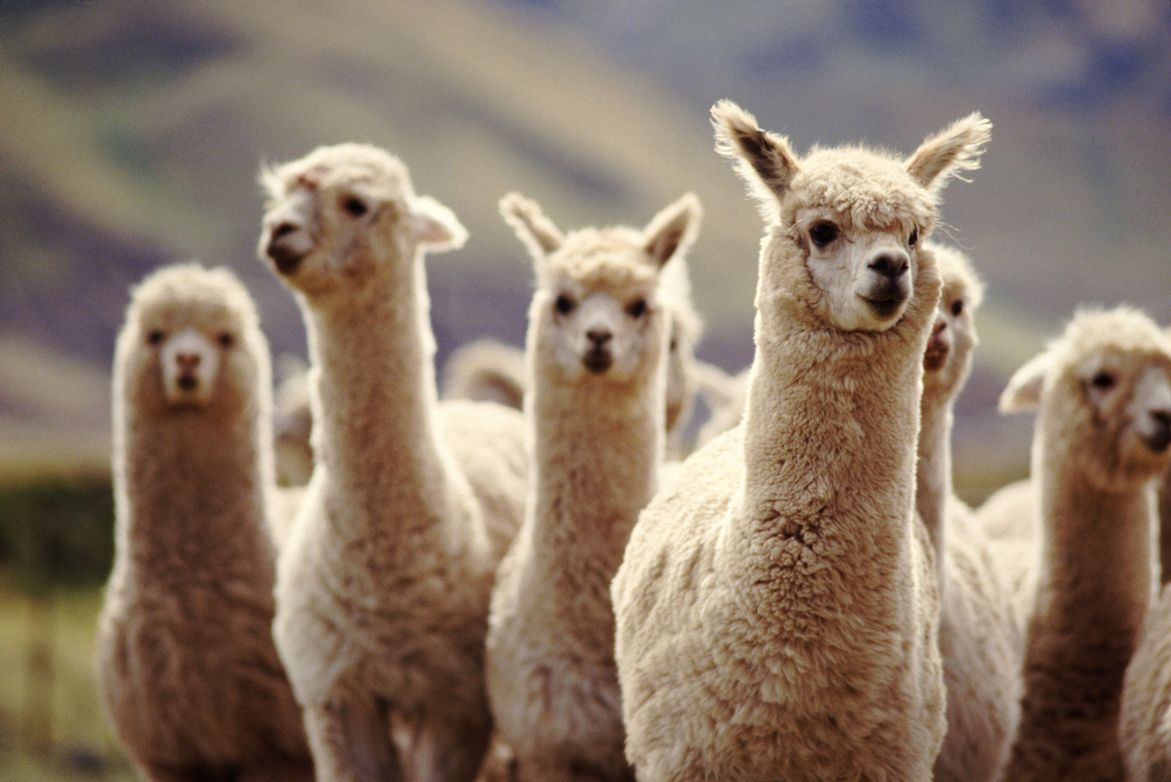 An Oregon airport is trying to alleviate travel anxiety with llama therapy