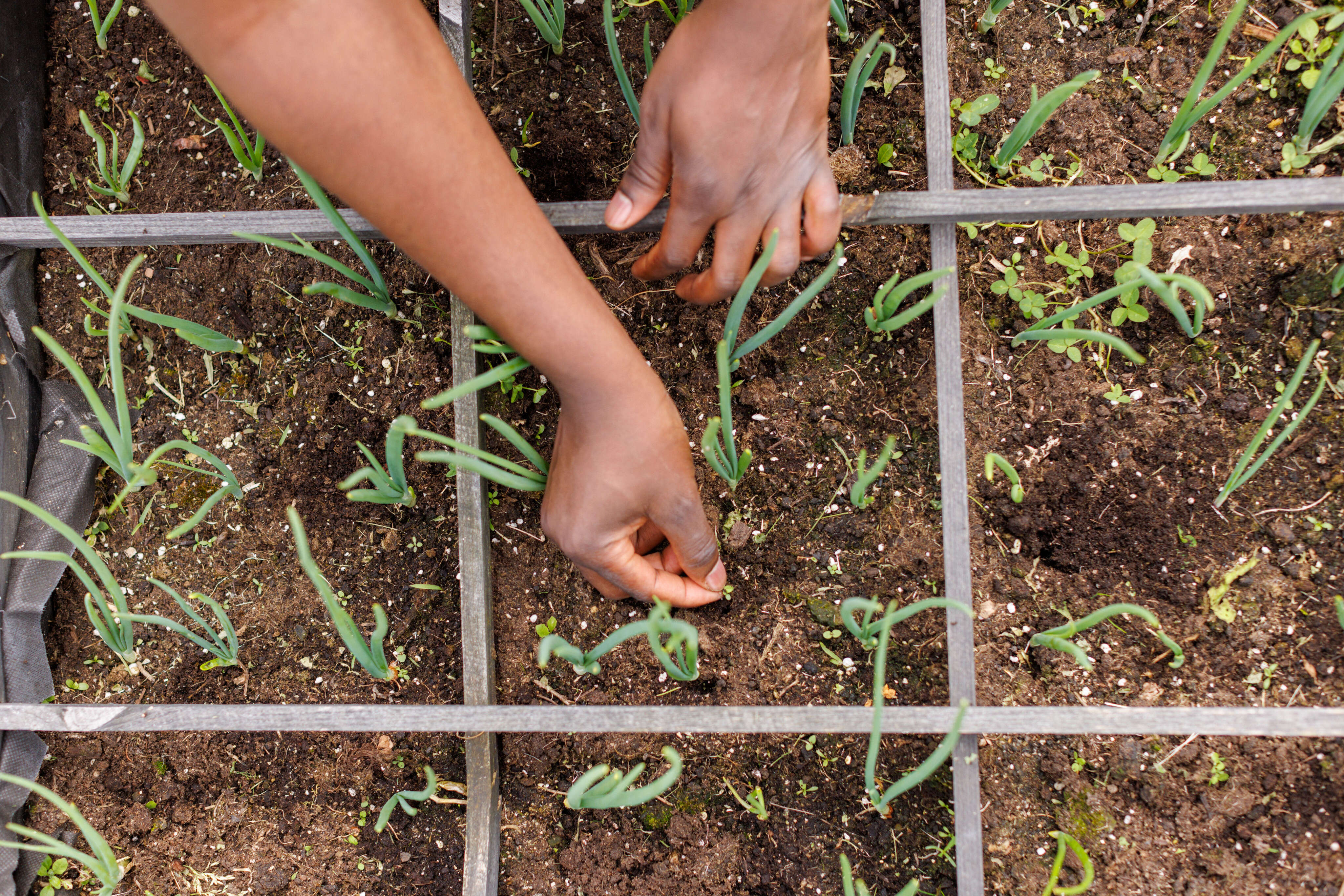 I garden to save money on groceries and connect with my neighbors. I didn't have any experience, but have learned a lot on my way to success.