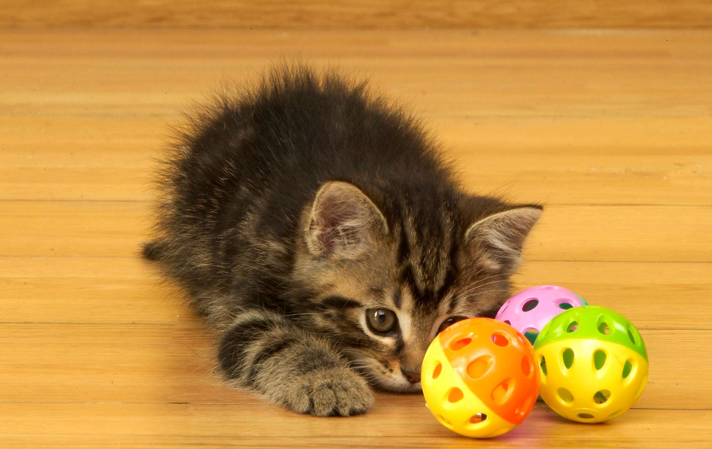 Scientists studied over 1,000 cats who play fetch just like dogs. It turns out owners have to abide by their cats' rules.