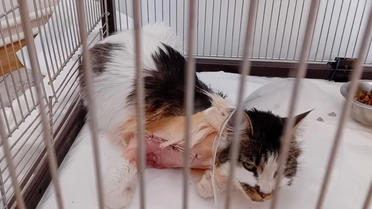 Sadysta postrzelił kotkę. Policja szuka sprawcy