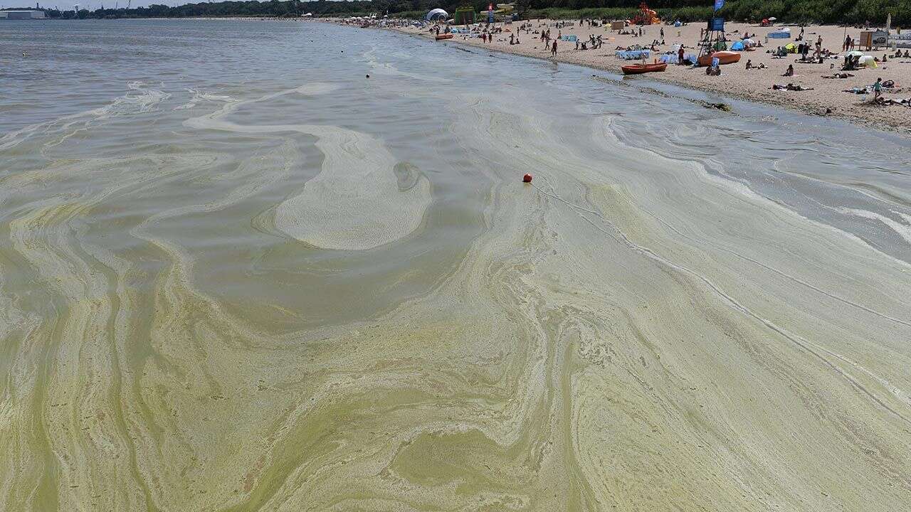 Sinice zmorą plażowiczów. Dlaczego są tak niebezpieczne?