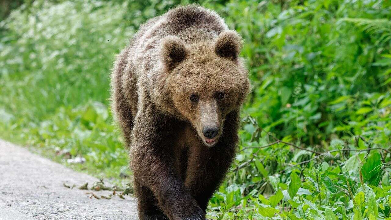 Kolejny atak niedźwiedzia. „Ugryzł go w ramie”