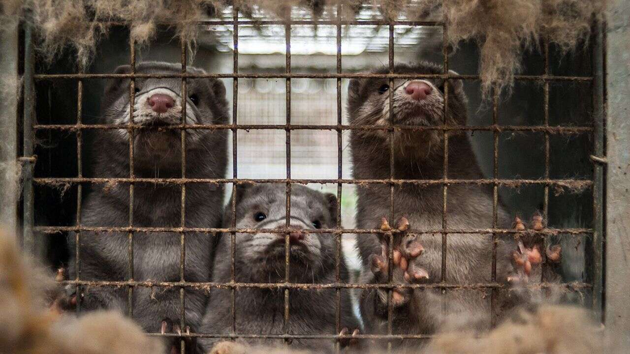 Niebezpiecznych wirusów wykrytych u zwierząt futerkowych