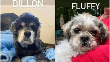 Pet Rescue Group Advertises 'Pre-Owned Senior Dogs' In Hilarious Post