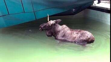 Moose Gets Rescued From New Hampshire Swimming Pool