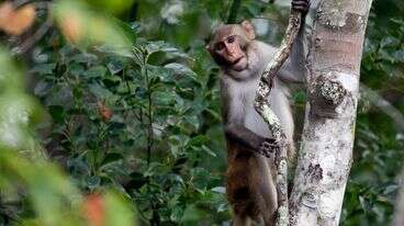 First Of 43 Escaped Lab Monkeys Caught. 42 Still On The Run