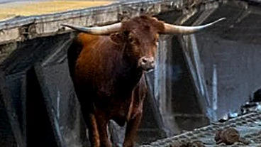 Escaped Bull 'Ricardo' Begins New Life After Snarling NJ Train Travel