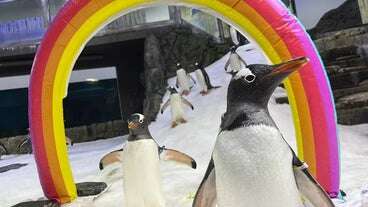 Aquarium Mourns Death Of One Half Of ‘Inseparable’ Gay Penguin Couple