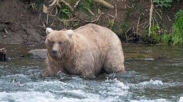 Alaska’s Fat Bear Contest Had A Dramatic Conclusion