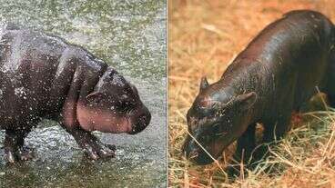 Edinburgh Zoo Challenges Moo Deng To Cuteness Contest With Newborn Pygmy Hippo