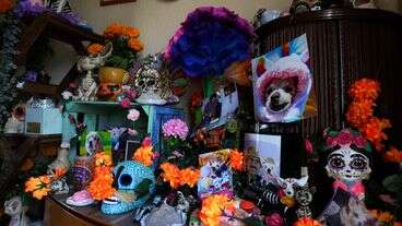 Pets Join Mexico's Day Of The Dead Celebrations