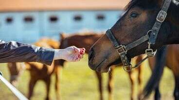 Dozens Of Horses Suddenly Die At Oklahoma Ranch, Prompting State Investigation