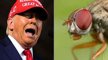 Donald Trump Being Tormented By A Fly Provokes Gleefully Nasty Buzz